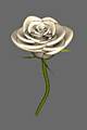 White Rose 1