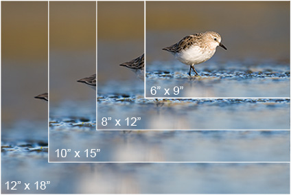 Print Sizes
