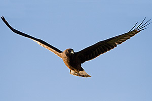 marsh crake