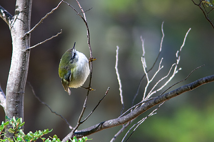 Rifleman