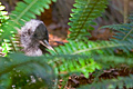Brown Kiwi