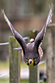 NZ Falcon
