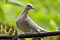 Barbary Dove