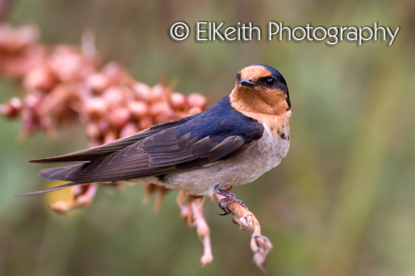 Welcome Swallow