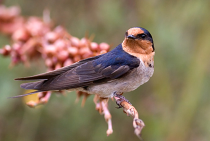 Welcome Swallow