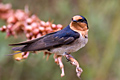 Welcome Swallow