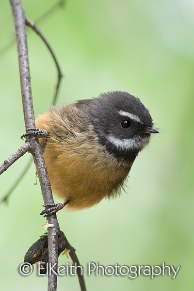 Fantail