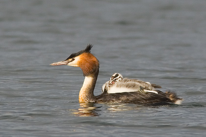Australasian Crested Grebe
