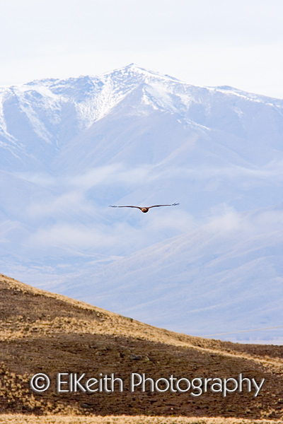 Australasian Harrier in Flight