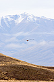 Australasian Harrier