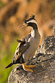 Spotted Shag
