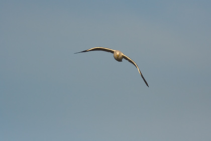 Black Backed Gull