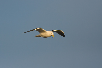 Black Backed Gull