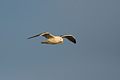 Black Backed Gull