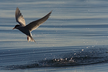 Black Fronted Tern