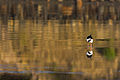 Pied Stilt