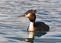 Australasian Crested Grebe