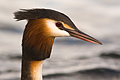 Australasian Crested Grebe Portrait