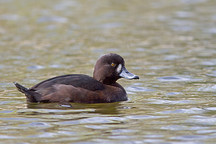 NZ Scaup