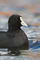 Australasian Coot Portrait
