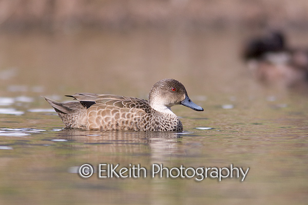 Grey Teal