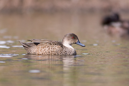 Grey Teal