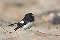 Tomtit