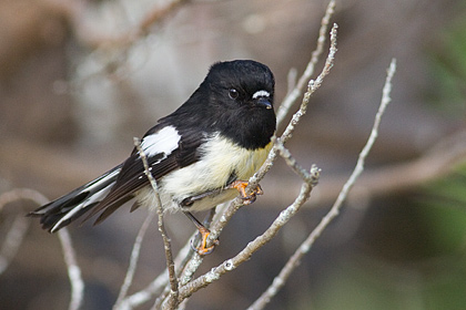 Tomtit