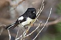 Tomtit