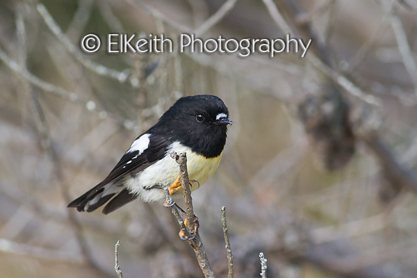 Southern Tomtit