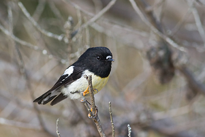 Tomtit