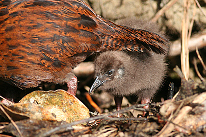 Weka