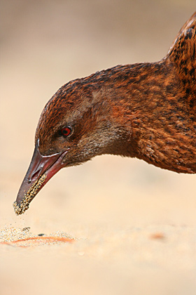 Weka