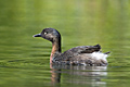 NZ Dabchick