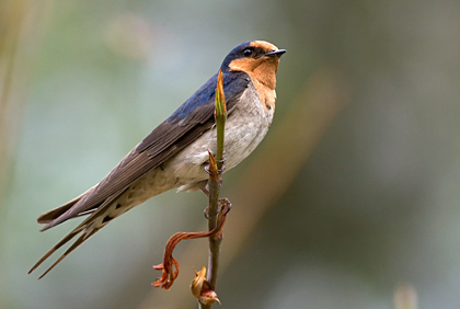 Welcome Swallow