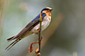 Welcome Swallow