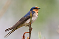 Welcome Swallow
