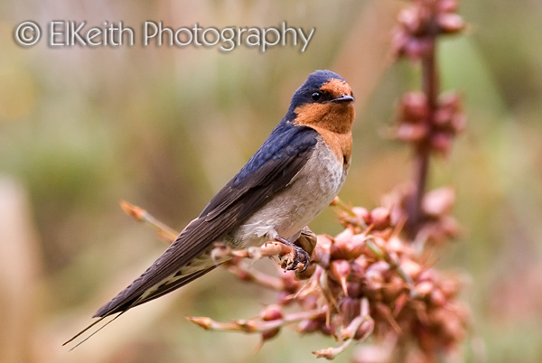 Welcome Swallow