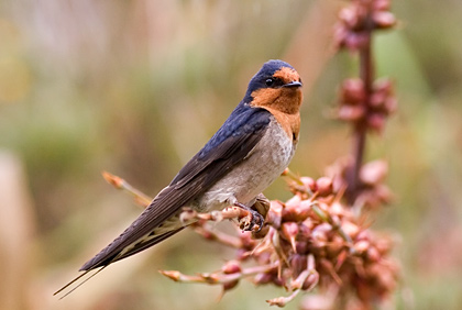 Welcome Swallow
