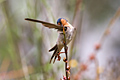 Welcome Swallow