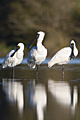 Royal Spoonbill