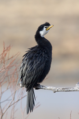 Little Shag