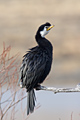 Little Shag
