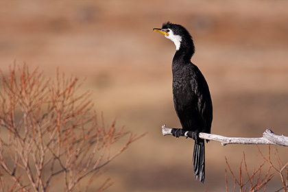 Little Shag