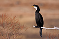 Little Shag