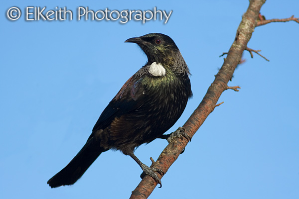 Tui