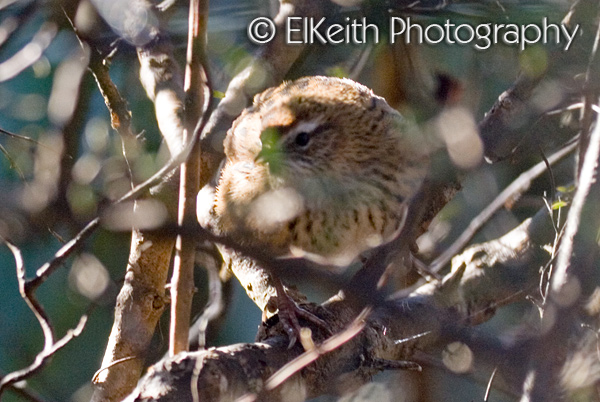 Fernbird
