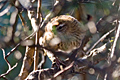 Fernbird