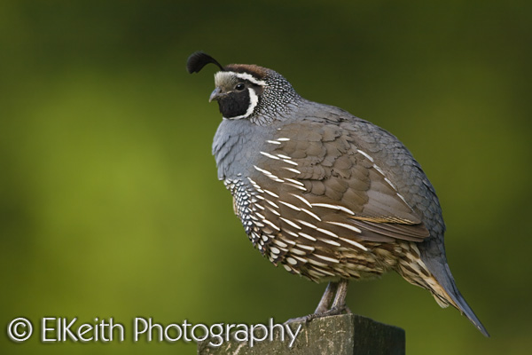 California Quail
