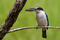Kingfisher